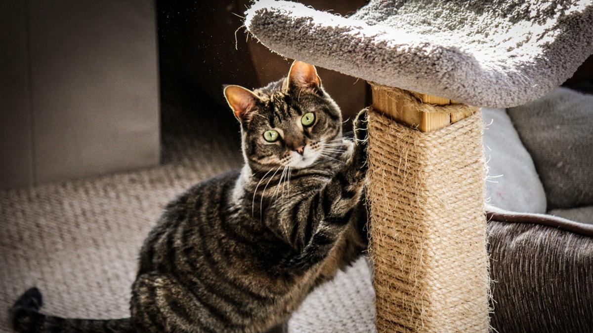 Inilah 3 Cara Mendekati Kucing Liar Agresif Menjadi Lembut dan Bersahabat