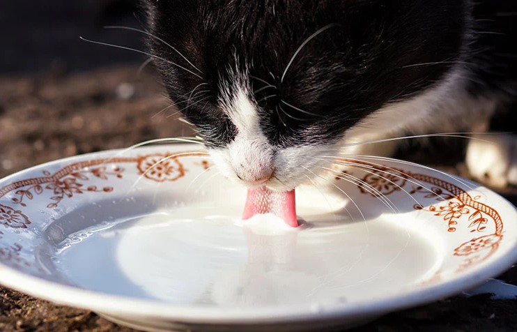 Jangan Sembarangan! Ini 3 Jenis Susu yang Boleh Diberikan Pada Kucing Peliharaan