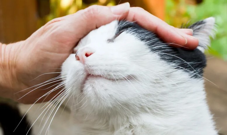 Apakah Boleh Mengelus Kucing Liar? Bukankah Kotor? Ini 4 Cara Mendekati Kucing Liar yang Perlu Diperhatikan