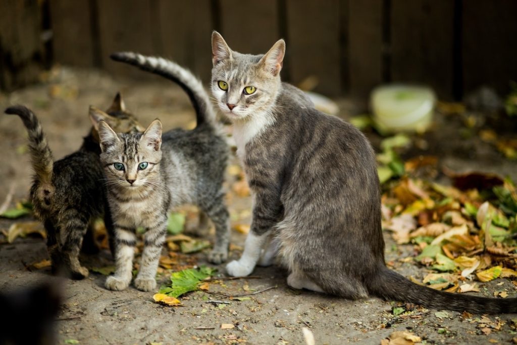 Bagaimana Cara Mengusir Kucing Liar yang Buang Kotorannya Sembarangan? Berikut 5 Cara Mengusir Kucing Liar