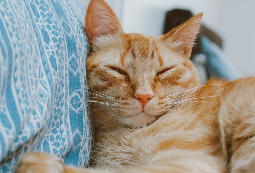 6 Cara Kucing Bilang Terima Kasih Pada Pemiliknya atau Manusia, Ternyata Lucu!