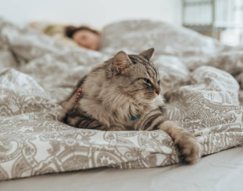 3 Cara Membersihkan Kencing Kucing di Kasur agar Tidak Meninggalkan Noda dan Bau Tidak Sedap