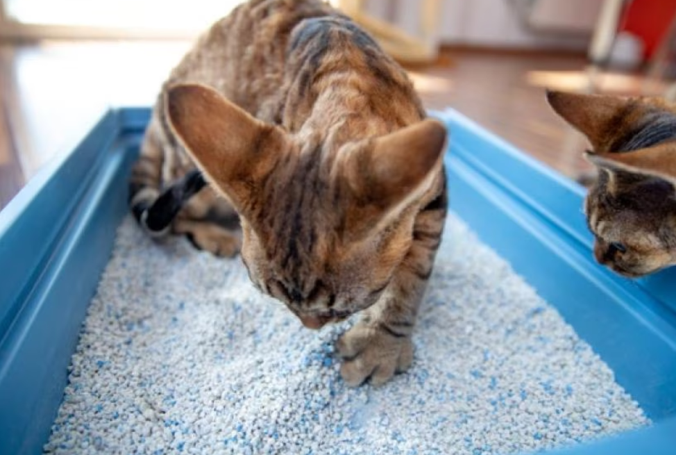 4 Alasan Kenapa Kucing Berak Berdarah yang Perlu Diperhatikan, Ini Cara Menolongnya!