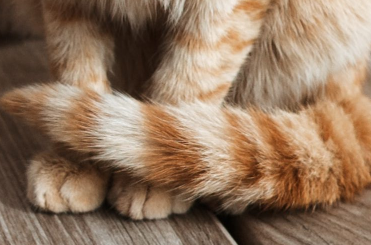 Berikut 4 Arti Bahasa Tubuh Ekor Kucing, yang Ternyata Wajib Diperhatikan Para Pemilik Kucing!