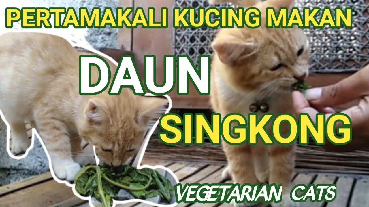 Daun Singkong Menjadi Racun Sianida Bagi Kucing, Jangan Beri Makanan Kucing Sembarangan!