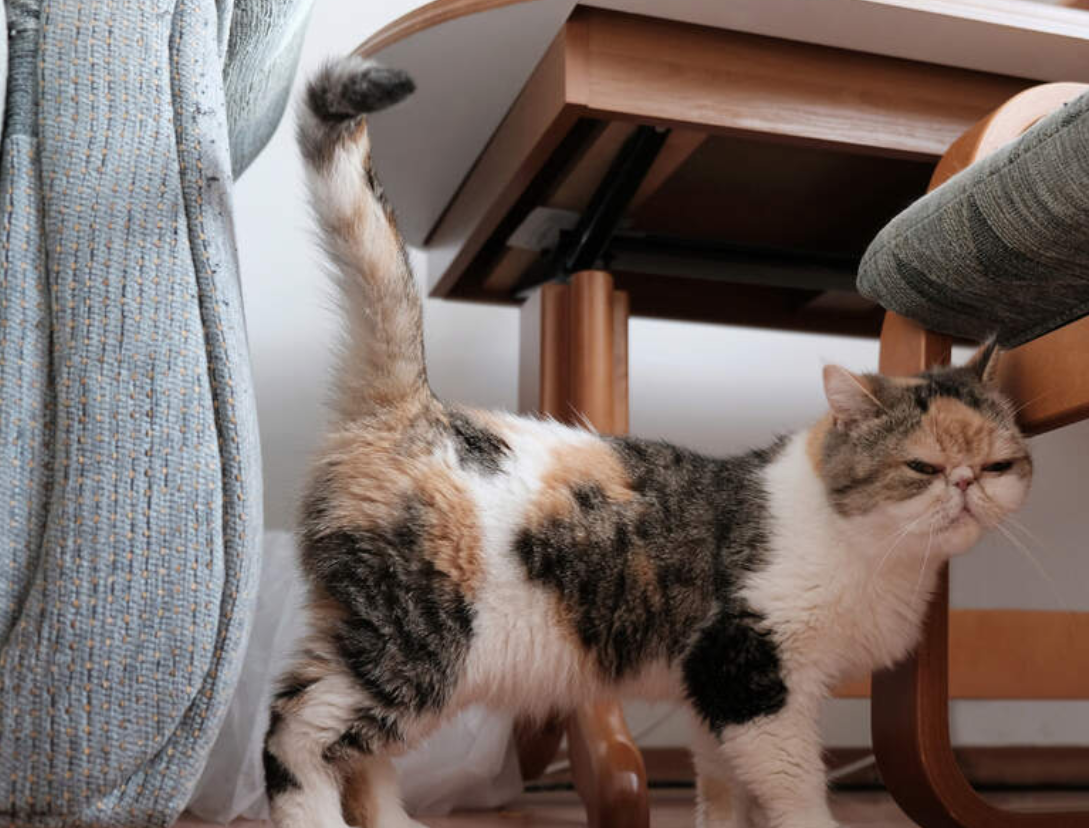 4 Cara Menghilangkan Bau Kencing Kucing yang Menyengat, Bisa Gunakan Cuka dan Soda Kue
