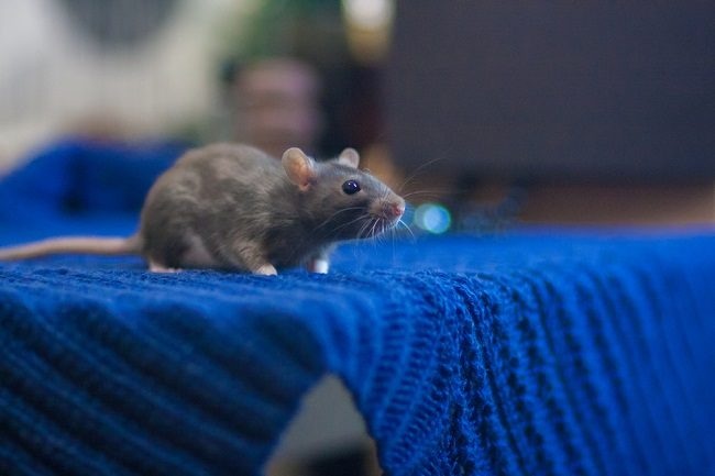 Ketahui Yu! 5 Tanda Tikus Bersarang di Rumah Kamu, Pastikan Segera Tertangani Agar Tidak Semakin Banyak!