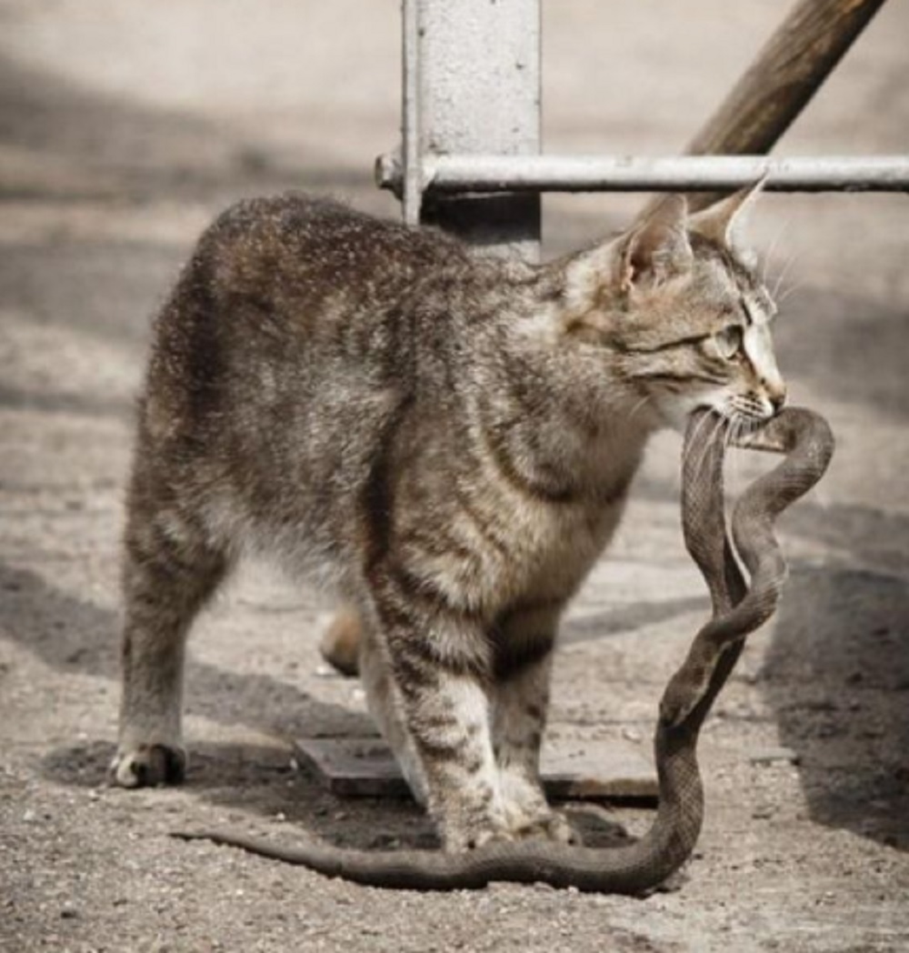 Apakah Benar Ular Takut Sama Kucing? Ternyata Ada 5 Hal Yang Membuat Ular Takut Sama Kucing