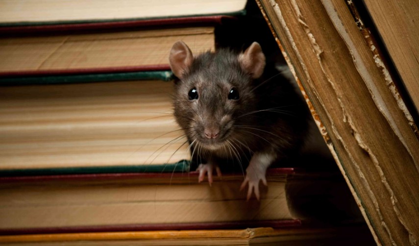 Ini 4 Cara Memaksa Tikus Keluar dari Persembunyian atau Sarangnya, Agar Mudah Diusir