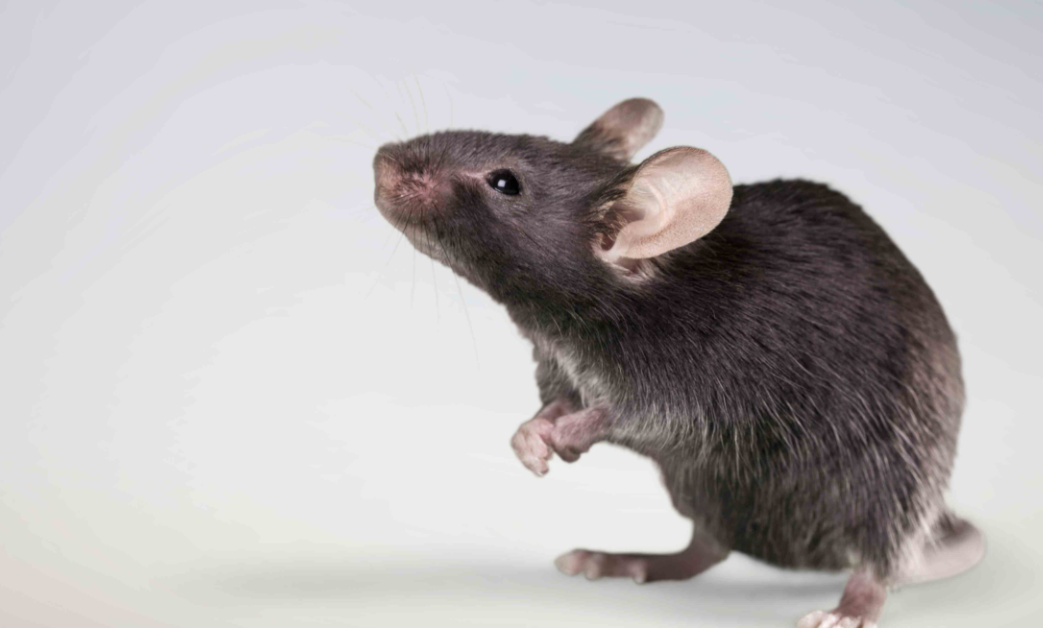 Hewan Pengerat yang Suka Merusak, 5 Alasan Kenapa Tikus Dianggap Sebagai Hama 