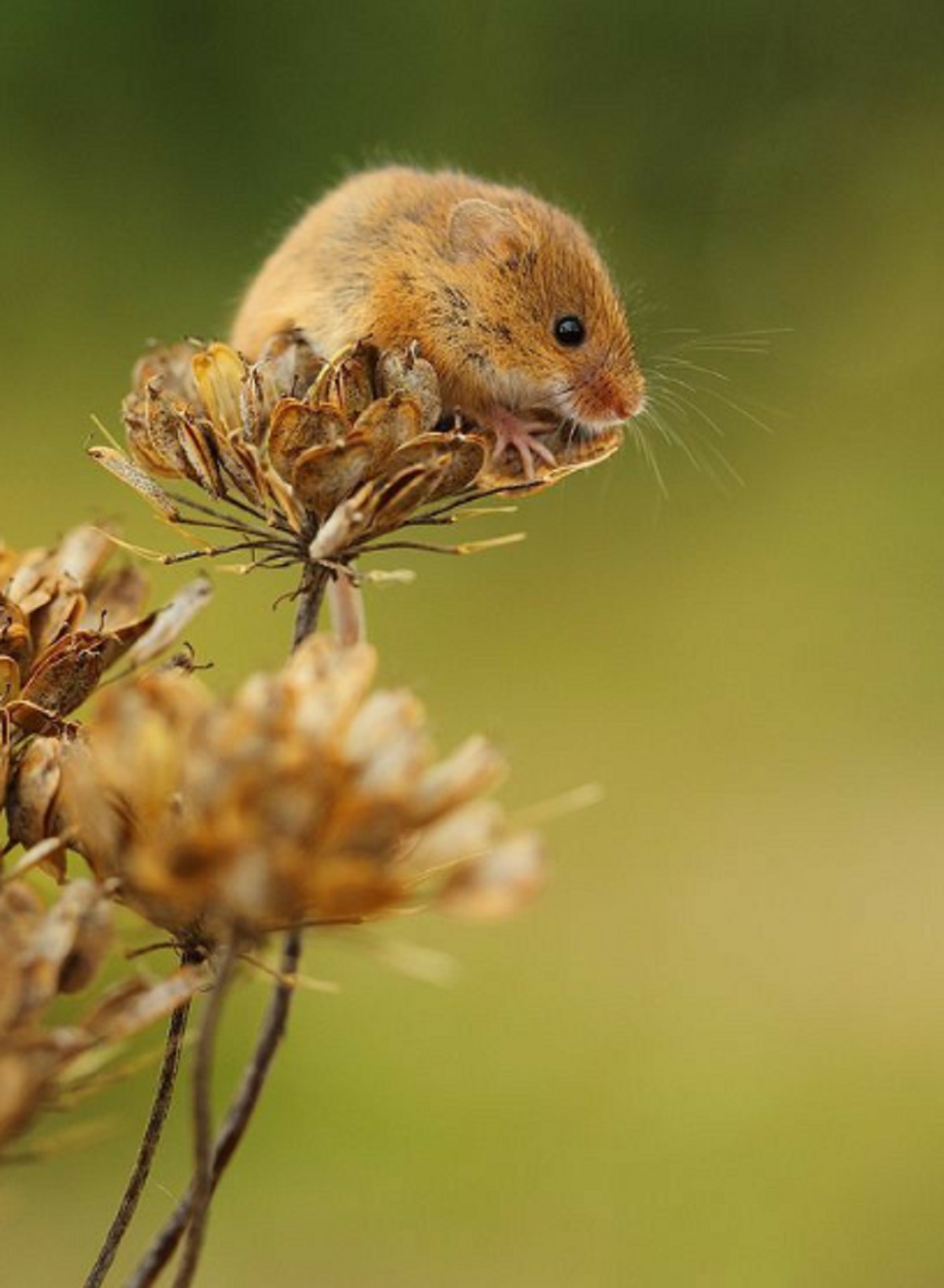 Buat Tikus Kapok Masuk Rumah, Ini Dia 5 Cara Praktis Mengusir Tikus Dari Rumah