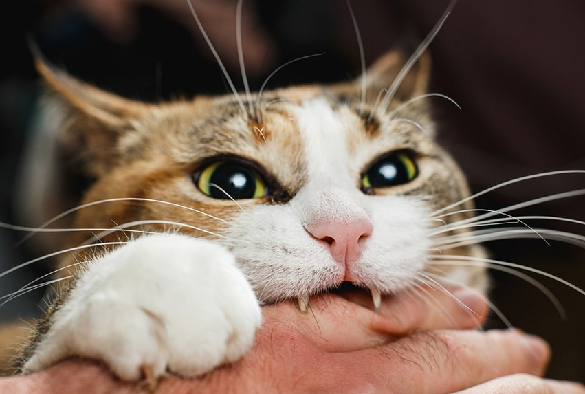 3 Tanda Kucing Sedang Stres dan Cara Mengurangi Stres Kucing