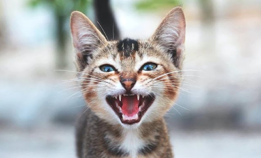 Mengenal 4 Cara Memahami Bahasa Kucing Melalui Suara, Tanda Kasih Sayang dan Juga Perhatian!
