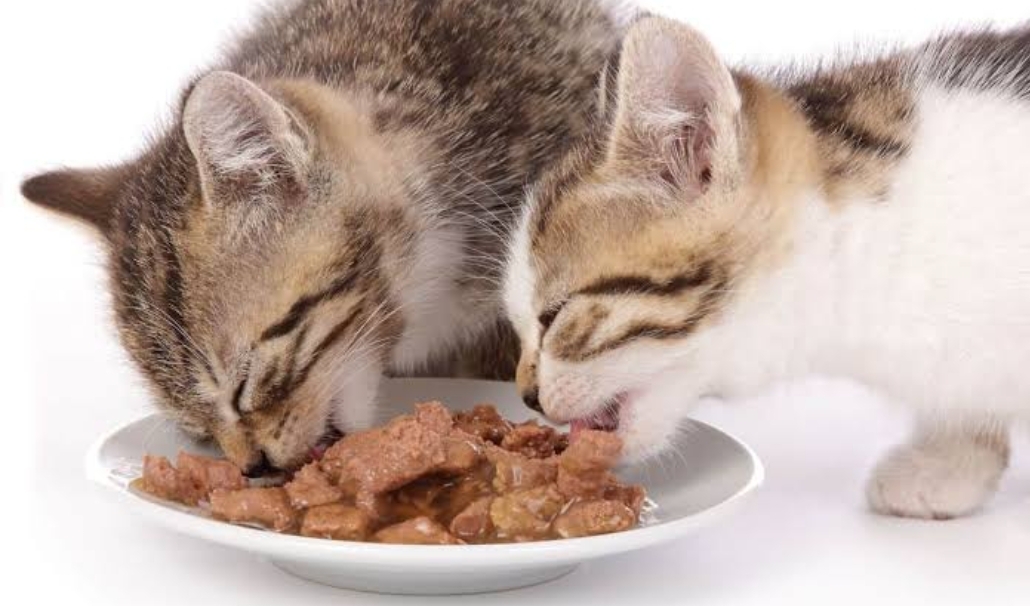 Perbedaan Makanan Kucing Kering dan Basah, Pemilik Anabul Wajib Tahu