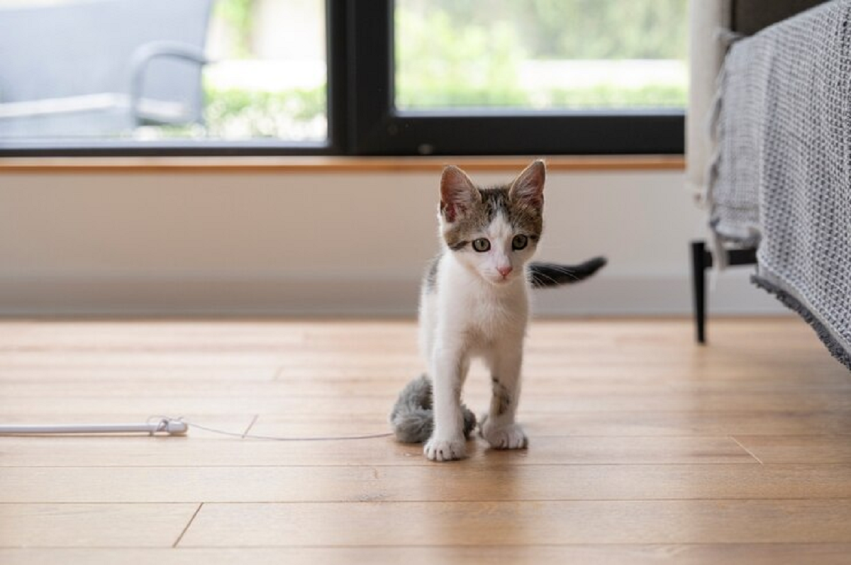 Ini 3 Faktor Yang Memengaruhi Makanan Kucing Peliharaan, Pecinta Kucing Wajib Tahu! 