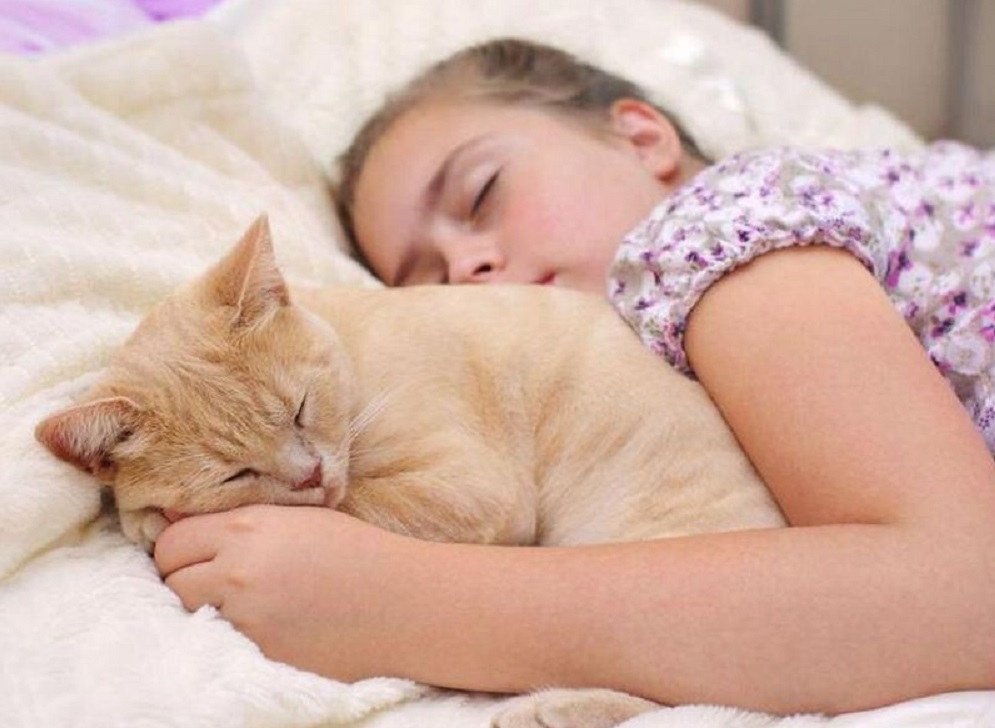 Kenali 5 Penyakit Menular Jika Tidur Bersama Kucing, Para Pecinta Kucing Wajib Baca!