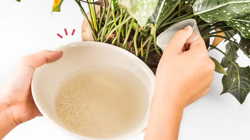 Air Cucian Beras Ampuh Membasmi Hama Pada Janda Bolong? Berikut Ini 4 Tips yang Mudah dan Ampuh!
