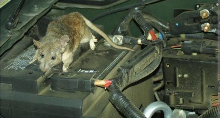 Wajib tahu! 4 Cara Mengusir Tikus di Kap Mobil yang Paling Ampuh
