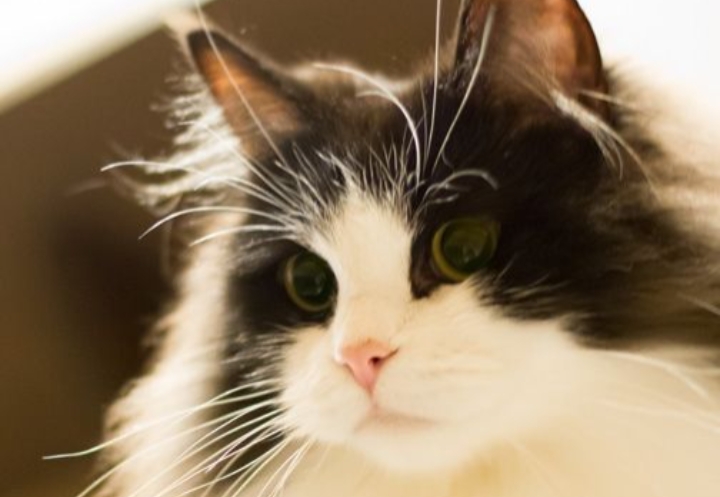 8 Keunikan Kucing Ragamuffin: Si Manis Berbulu Tebal yang Ramah dan Cerdas