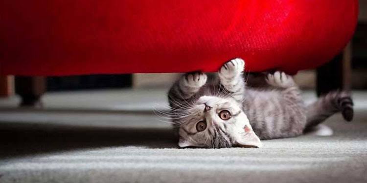 Bukan Karena Nakal, Ini Alasan Kucing Suka Mencakar Sofa