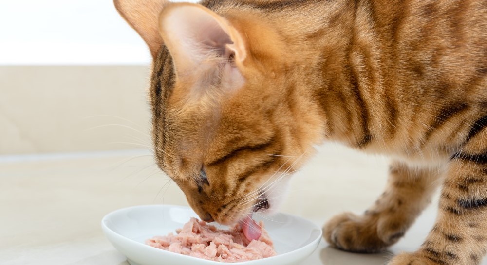 Pulih Lebih Cepat! Ini 3 Makanan Kucing Rumahan yang Bagus Untuk Pertumbuhan Bulu Kucing yang Sempat Rontok