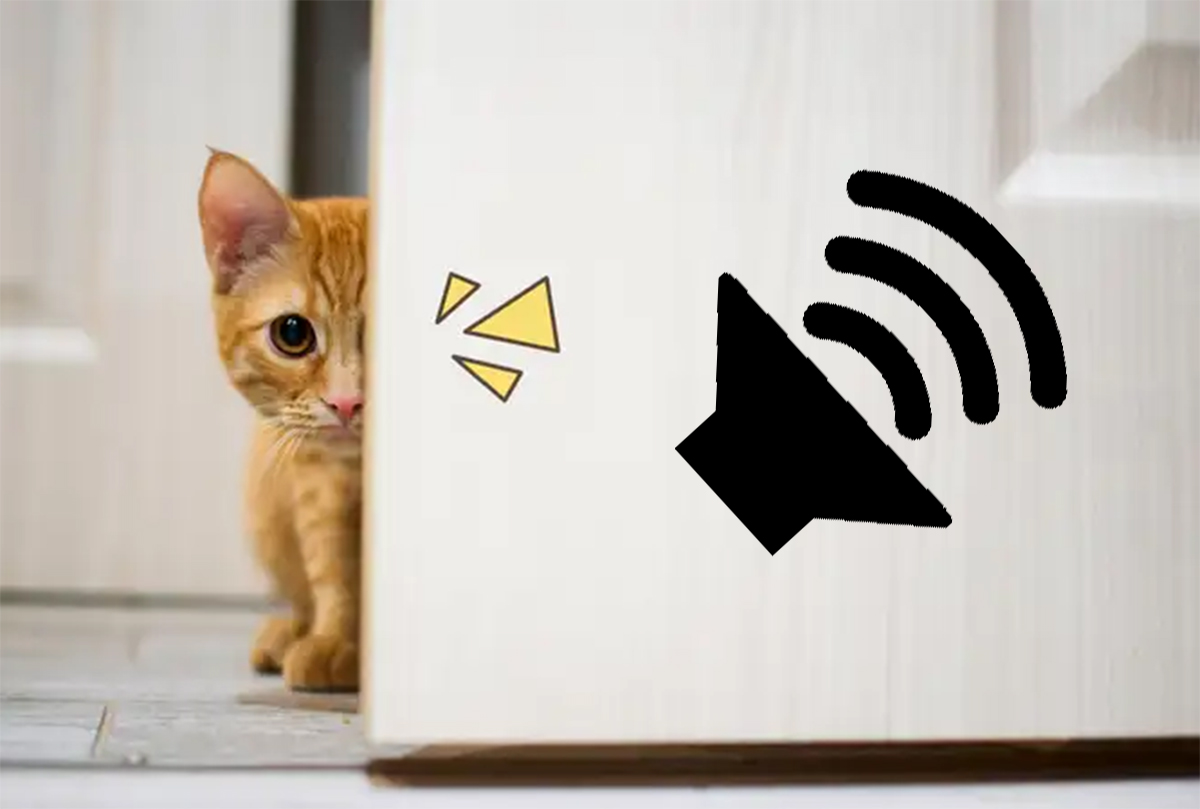 5 Jenis Suara yang Tidak Disukai Kucing, Bulu Bisa Rontok Loh