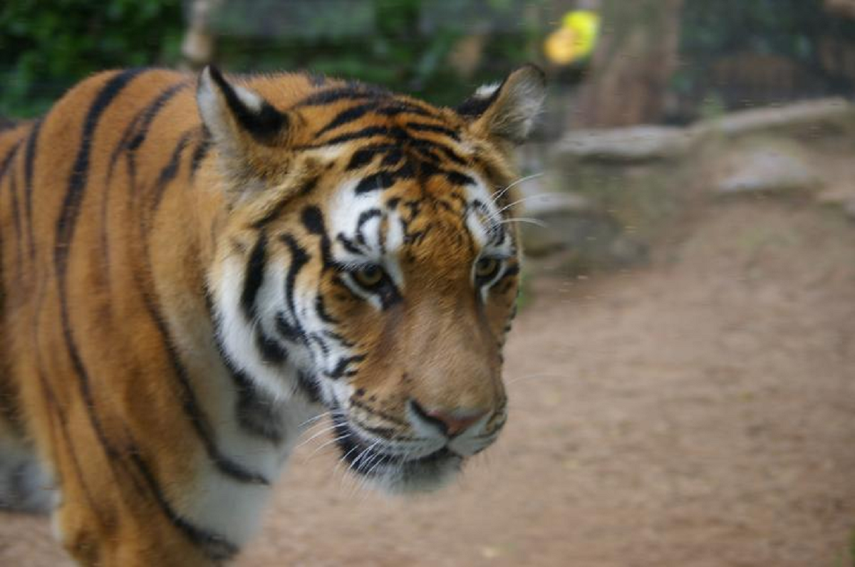 Hampir Punah! Ini Fakta Harimau Sumatera Di Indonesia Yang Harus Kamu Ketahui, Simak Penjelasannya!  
