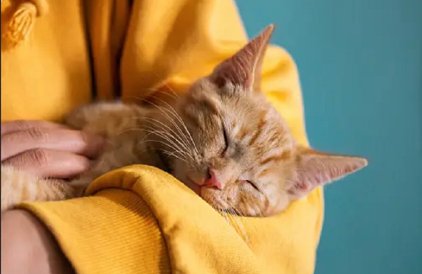 Kenali 7 Tanda Kucing Bahagia Hidup Dengan Pemiliknya, Apakah Kucingmu Termasuk?