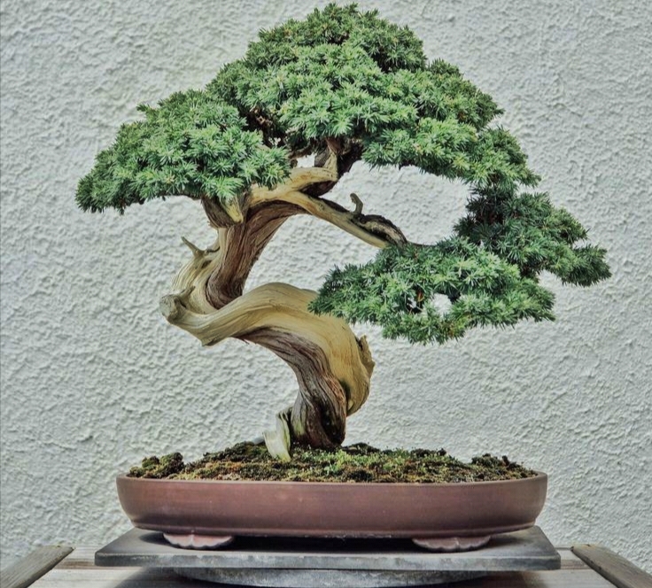 Tidak Hanya Mempercantik Ruangan Tanaman Bonsai Memiliki Banyak Manfaat Loh! Simak Apa Saja Manfaatnya Berikut