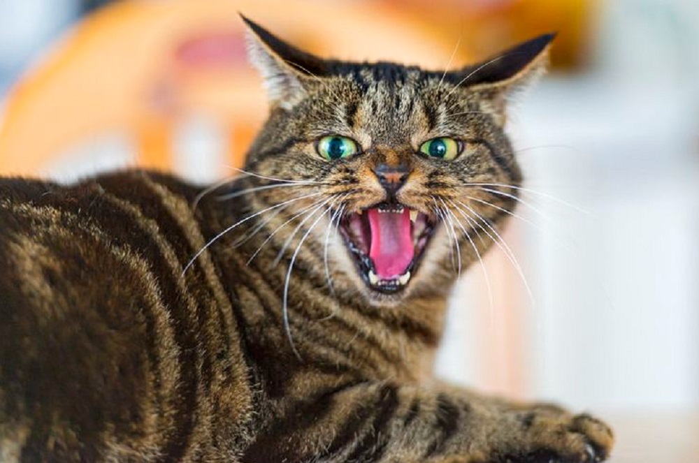 6 Hal Yang Di Benci Oleh Kucing, Ternyata Kucing Benci Apabila Kamu Melakukan Hal Hal Ini!