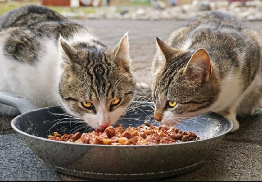 Berikut 3 Cara Membuat Makanan Kucing agar Cepat Gemuk Secara Alami