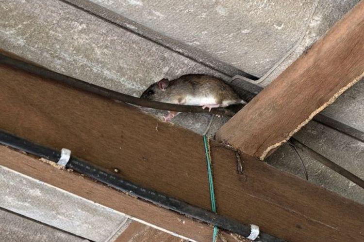 8 Tips Usir Tikus di Atap Rumah! Jangan Biarkan Tikus Merusak Material Rumah, Atasi Secepat Mungkin Yu!