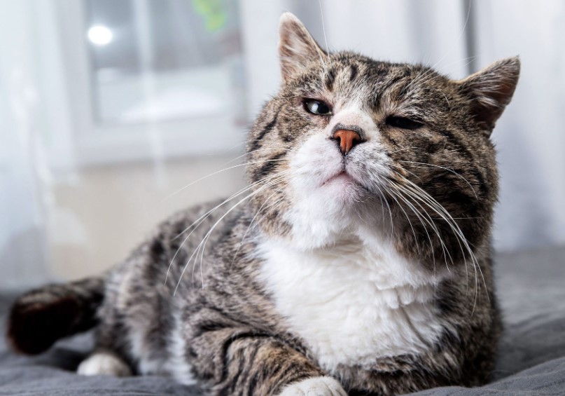 6 Tanda Kucing Sudah Menua dan Rentan, yang Wajib Disadari Catlovers!