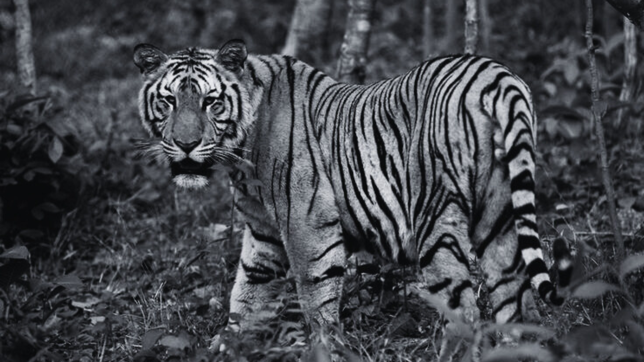 Inilah Bukti Kalau Harimau Jawa Masih Ada, Peniliti Sebut Masyarkat Harus Bisa Hidup Berdampingan