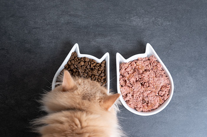 Cara Membuat Makanan Kucing (Dryfood dan Wet Food) Dengan Mudah di Rumah, Buat Yu..