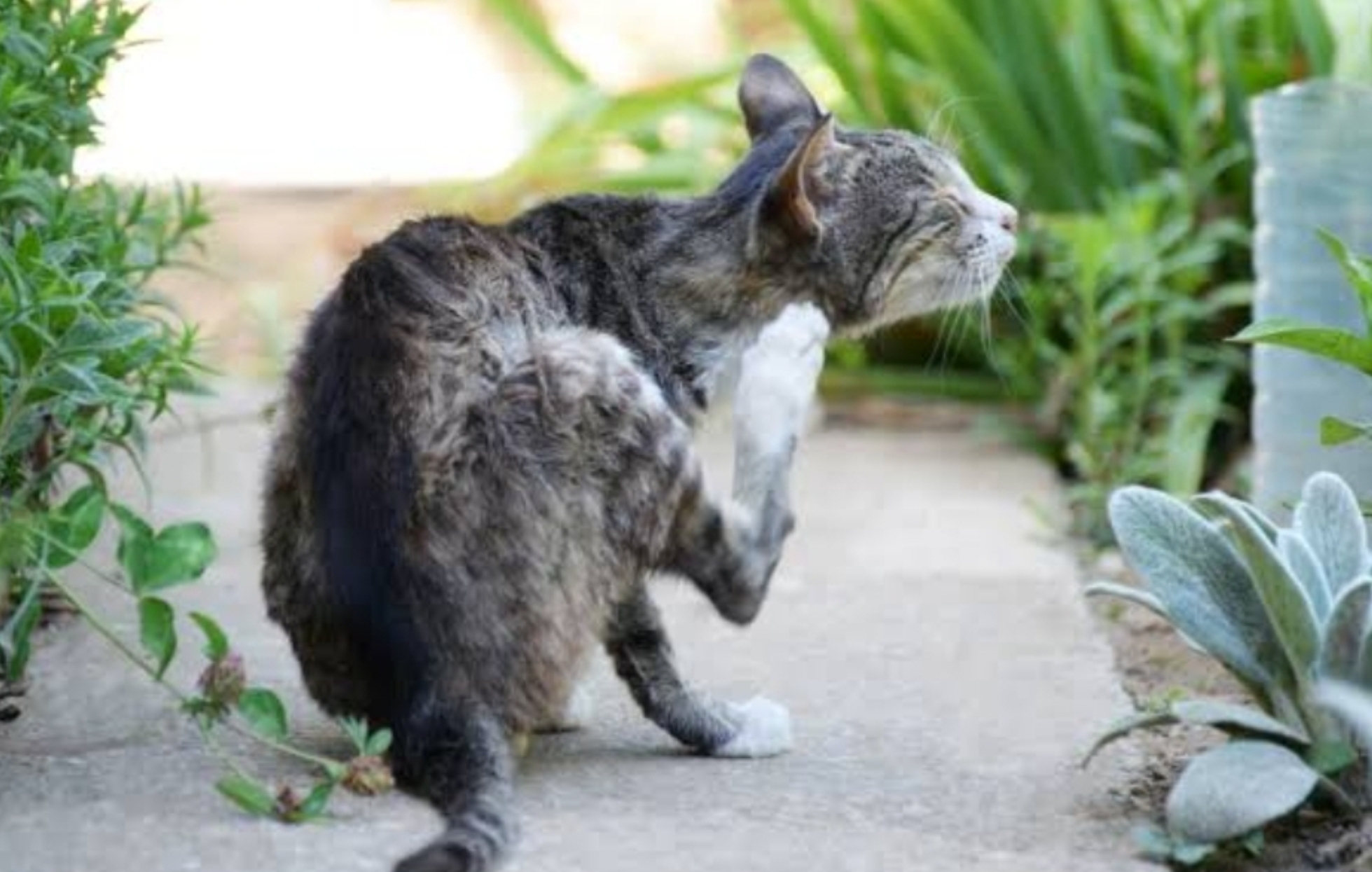 Yuk Kenali Penyakit Kulit pada Kucing: Gejala, Penyebab dan Cara Mengatasinya, Simak Penjelasannya