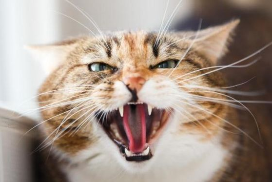 Ternyata Ini Penyebab Kucing Suka Tiba Tiba marah! Nomor 3 Paling Sering terjadi