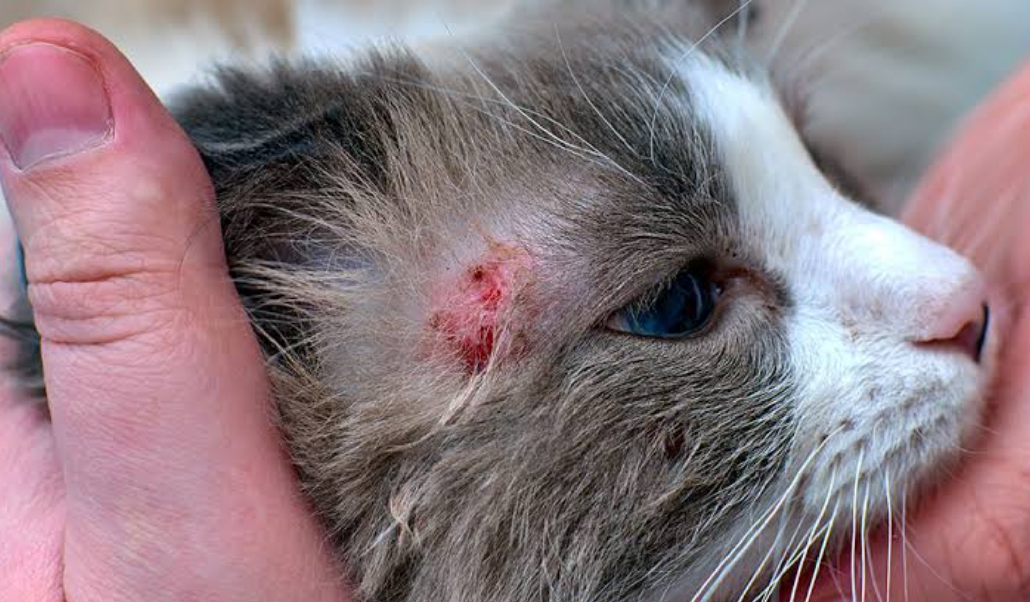 Peduli dengan Kesehatan Kucing: Mengenal Penyakit Kulit yang Sering Dialami Anabul