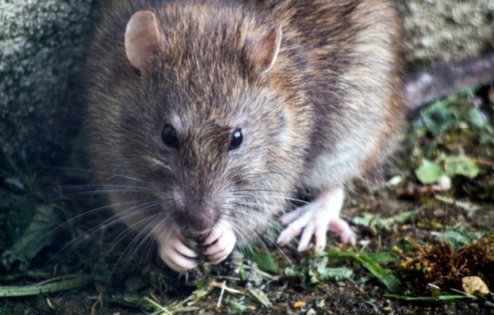 Ampuh Mengusir dan Menolak Kehadiran Tikus dengan 3 Aroma Ini, Sudah Terbukti dari Penelitian!