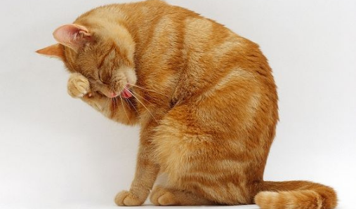 6 Arti Kucing Mengelus Dirinya Sendiri, Apakah Pertanda Sedang Bahagia Atau Kesal? Simak Disini
