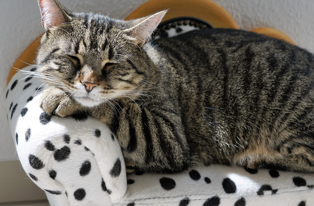 Apakah Kucing Bisa Terkena Penyakit DBD? Cek Fakta Dan Penjelasannya Disini! 