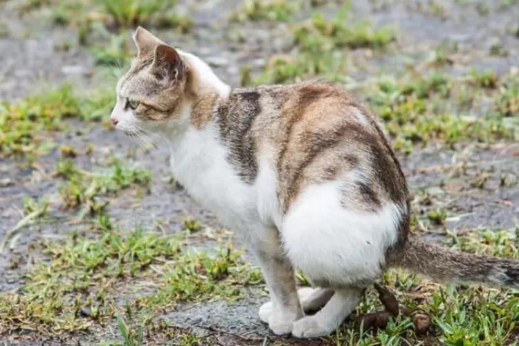 3 Cara Mengusir Kucing Berak Sembarangan, Sangat Ampuh untuk Dilakukan Tanpa Menyakiti Namun Bikin Kapok