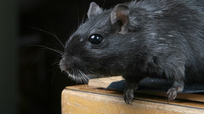 Aromanya Bikin Tikus Kabur, Inilah 5 Tanaman Hias Dibenci Tikus! Cocok Diletakan Pada Area Rumah