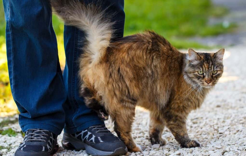 Bikin Baper! Berikut 4 Alasan Mengapa Kucing Sering Mengikuti Pemiliknya, yang Ternyata Sangat Bermakna