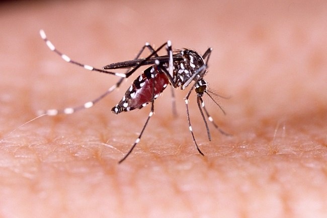 Inilah Fase dan Gejala Demam Berdarah Dengue Alias DBD, Berasal Dari Nyauk Aedes Aegypti