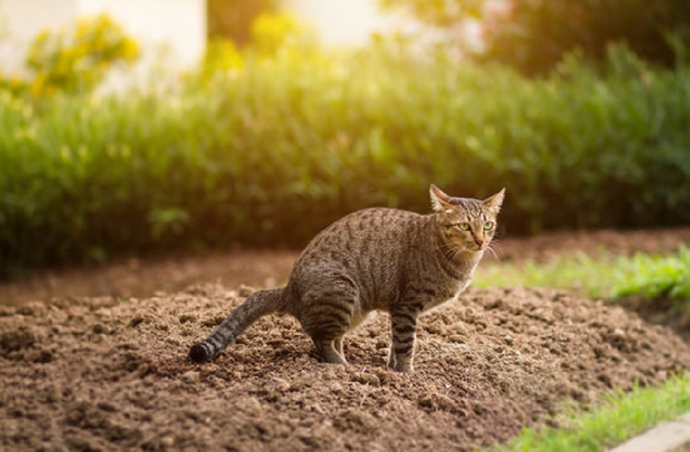 Buat Kucing Kapok! Yuk Simak 5 Cara Mengusir Kucing Liar Tanpa Harus Dipukul