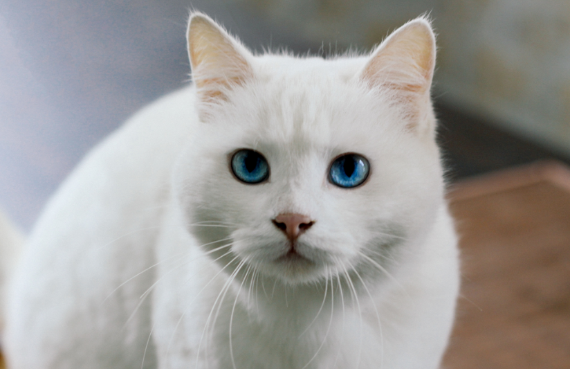 Kucing Putih Pembawa Keberuntungan? Ini 5 Alasan dibaliknya!