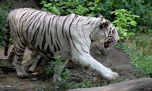 Harimau Putih Sudah Punah? Apa Penyebabnya? Ini Nasibnya Sekarang