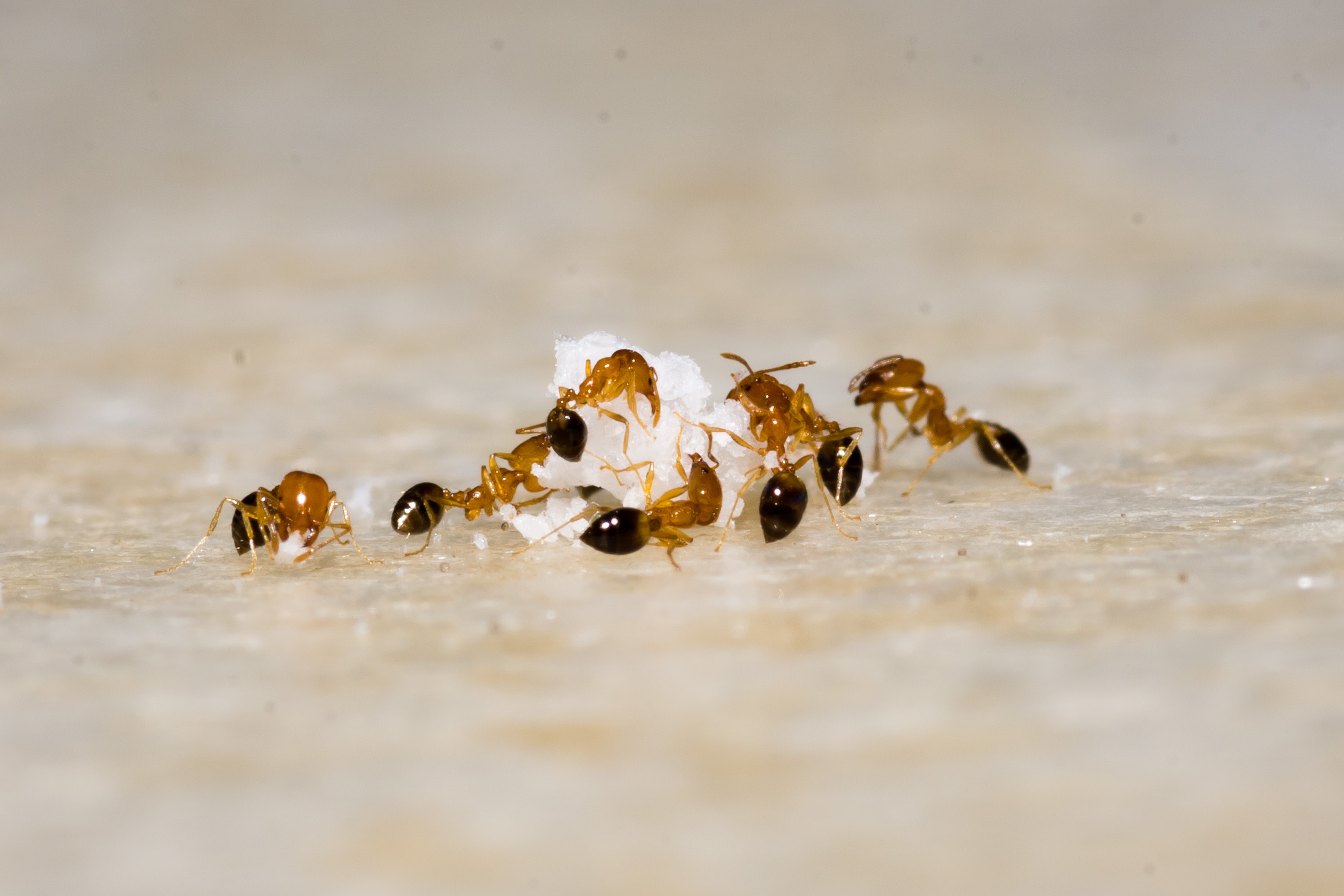 Bukan Cuma Karena Makanan Manis, Inilah 3 Penyebab Umum Kenapa Ada Semut di Rumah, Serta Tips Mengusirnya!