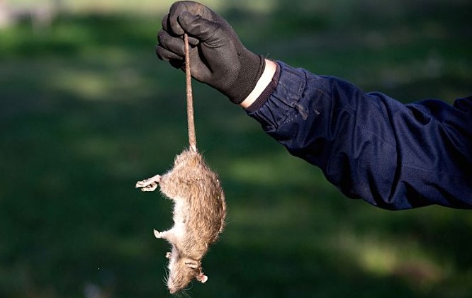 Ini 3 Cara Membuang Bangkai Tikus dengan Benar, Agar Tidak Tertular Penyakit
